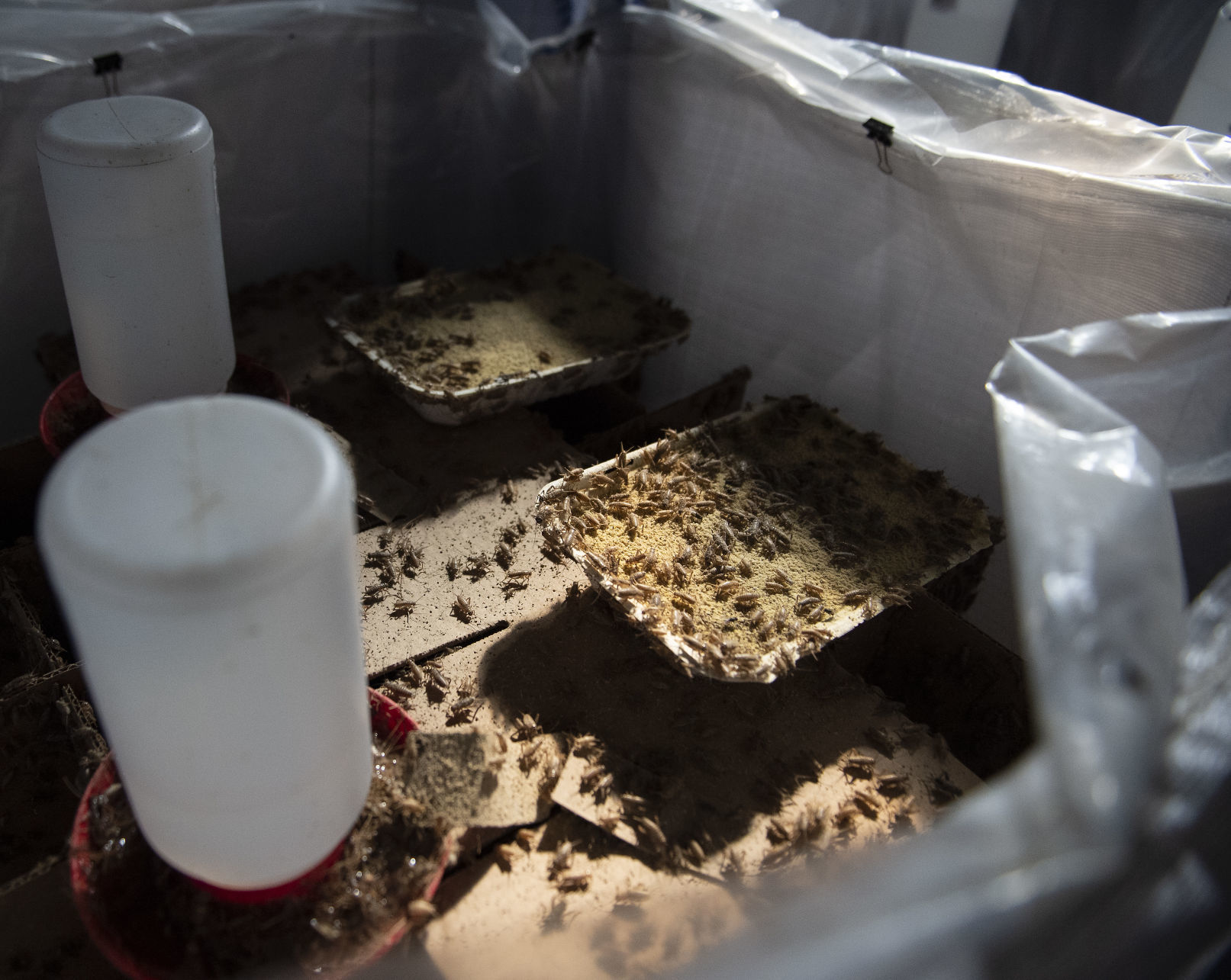 Cricket farming